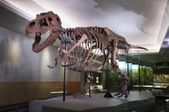 The Field Museum of Natural History: Pass