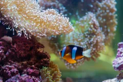 The National Aquarium Abu Dhabi: Entry Ticket