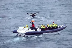 Whale Watching: Whales of Iceland Entry + RIB Boat Tour from Reykjavik