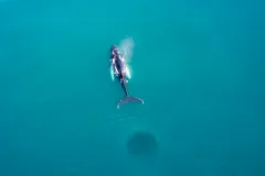 Whale Watching