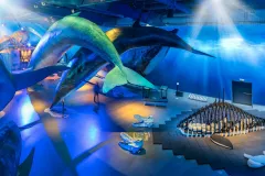 Whales of Iceland: Entry Ticket