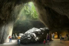 Rainforest Wild ASIA