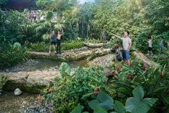 Rainforest Wild ASIA