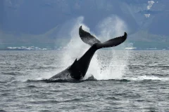 Reykjavik Whale Watching