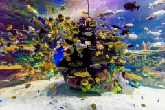 Ripley's Aquarium Myrtle Beach