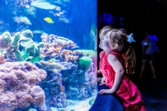 Ripley's Aquarium Myrtle Beach