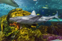 Ripley's Aquarium of Canada