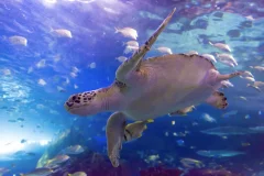 Ripley's Aquarium of Canada