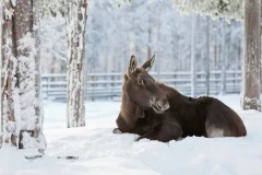 Rovaniemi Activities