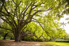 Royal Botanic Gardens Victoria - Melbourne Gardens