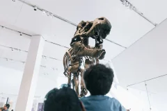 Royal Ontario Museum