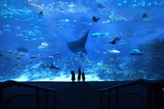 S.E.A. Aquarium™ Singapore