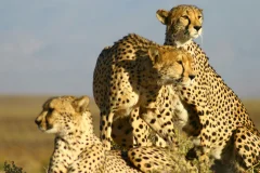 Safari Day Trips from Cape Town