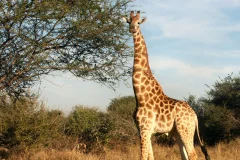 Safari Day Trips from Cape Town