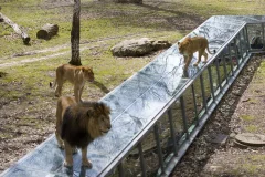 Safari de Thoiry