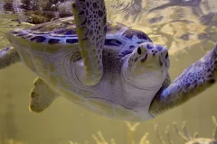 San Antonio Aquarium