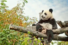 Schönbrunn Zoo
