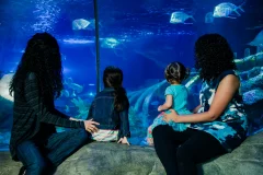 Sea Life Aquarium - New Jersey