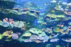 SEA LIFE Bangkok Ocean World