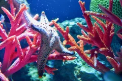 SEA LIFE Bangkok Ocean World