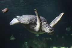 SEA LIFE Hannover
