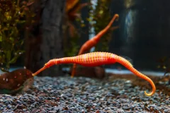 SEA LIFE Kelly Tarlton's Aquarium