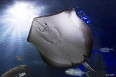 SEA LIFE Konstanz