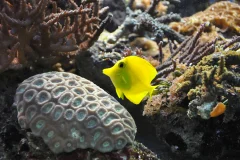 SEA LIFE London