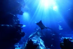 SEA LIFE London