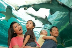 SEA LIFE Manchester