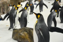 SEA LIFE Melbourne Aquarium