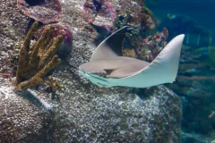 SEA LIFE Melbourne Aquarium