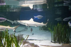 SEA LIFE Oberhausen