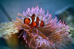 SEA LIFE Paris Val d'Europe