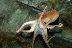 SEA LIFE Paris Val d'Europe