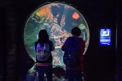 SEA LIFE Porto