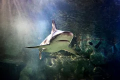 SEA LIFE San Antonio