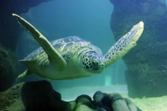 SEA LIFE San Antonio