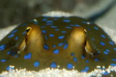 SEA LIFE Scheveningen