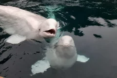 Sea Life Trust Beluga Whale Sanctuary / Sæheimar Aquarium