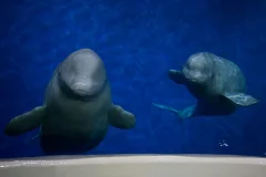 Sea Life Trust Beluga Whale Sanctuary / Sæheimar Aquarium