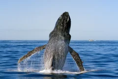 Sea World Cruises