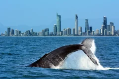Sea World Cruises