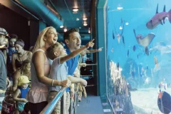 Sea World Gold Coast