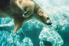 Sea World Gold Coast