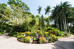 Singapore National Orchid Garden