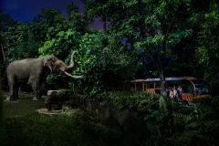 Singapore Night Safari