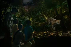 Singapore Night Safari