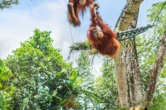 Singapore Zoo