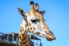 Sydney Zoo